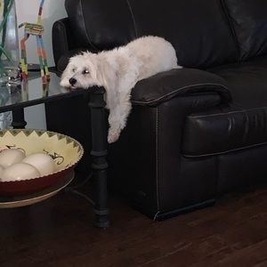 Meet your Posher, Josephine